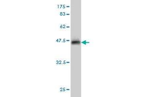 Western Blot detection against Immunogen (37. (INSRR 抗体  (AA 651-760))