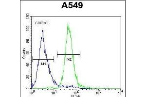 C Antibody (C-term) (ABIN653958 and ABIN2843915) flow cytometric analysis of A549 cells (right histogram) compared to a negative control cell (left histogram). (C15ORF39 抗体  (C-Term))