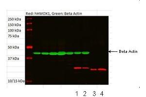 HMOX1 antibody - N-terminal region  validated by WB using tonsil and fibroblast at 1:1000. (HMOX1 抗体  (N-Term))