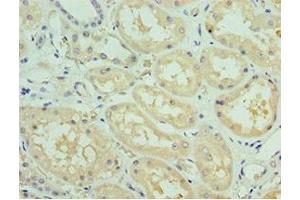 Immunohistochemistry of paraffin-embedded human kidney tissue using ABIN7168634 at dilution of 1:100 (Sclerostin 抗体  (AA 24-213))