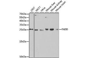 Western blot analysis of extracts of various cell lines, using FADD antibody. (FADD 抗体  (AA 1-208))
