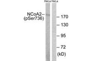 Western blot analysis of extracts from HeLa cells treated with TSA 400nM 24H, using NCoA2 (Phospho-Ser736) Antibody. (NCOA2 抗体  (pSer736))