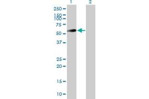 Western Blot analysis of UAP1 expression in transfected 293T cell line by UAP1 MaxPab polyclonal antibody. (UAP1 抗体  (AA 1-505))