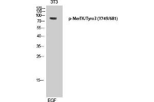 Western Blot (WB) analysis of 3T3 cells using Phospho-MerTK/Tyro3 (Y749/681) Polyclonal Antibody. (MerTK/Tyro3 抗体  (pTyr681, pTyr749))