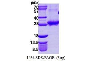 RAB3A, Member RAS Oncogene Family (RAB3A) (AA 1-220) protein (His tag)