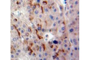 Used in DAB staining on fromalin fixed paraffin-embedded Liver tissue (DLL1 抗体  (AA 24-175))