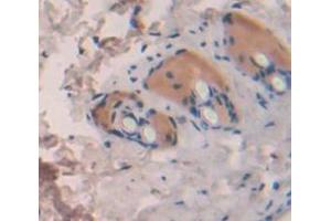 IHC-P analysis of Kidney tissue, with DAB staining. (IL1F10 抗体  (AA 15-152))