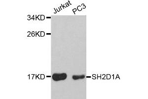 Western blot analysis of extracts of various cell lines, using SH2D1A antibody (ABIN5970491) at 1/1000 dilution. (SH2D1A 抗体)