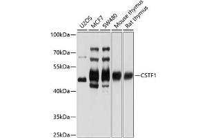 Western blot analysis of extracts of various cell lines, using CSTF1 antibody (ABIN6130209, ABIN6139160, ABIN6139161 and ABIN6221618) at 1:1000 dilution. (CSTF1 抗体  (AA 1-220))
