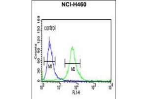 Flow cytometric analysis of NCI-H460 cells (right histogram) compared to a negative control cell (left histogram). (ITGBL1 抗体  (AA 334-360))