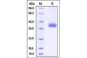 Biotinylated Human PD-L1 (recommended for biopanning) on SDS-PAGE under reducing (R) condition. (PD-L1 Protein (AA 19-238) (His tag,AVI tag,Biotin))