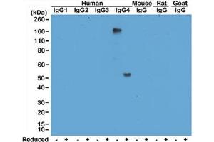 Western blot of human, mouse, rat, and goat IgG shows the recombinant Human IgG4 antibody reacts to hIgG4, in both whole molecule (~150kDa, non-reduced) and heavy chain (~50kDa, reduced) forms. (Recombinant 兔 anti-人 IgG4 Antibody)