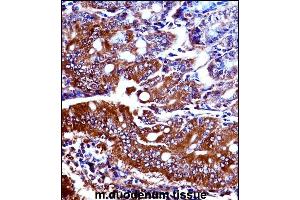 Mouse Npr1 Antibody (N-term) ((ABIN657994 and ABIN2846940))immunohistochemistry analysis in formalin fixed and paraffin embedded mouse duodenum tissue followed by peroxidase conjugation of the secondary antibody and DAB staining. (NPR1 抗体  (AA 198-226))