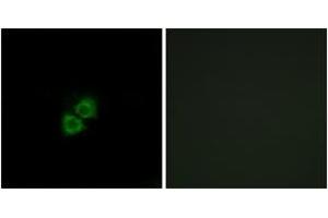 Immunofluorescence (IF) image for anti-Apolipoprotein A-I Binding Protein (APOA1BP) (AA 121-170) antibody (ABIN6766585) (APOA1BP 抗体  (AA 121-170))