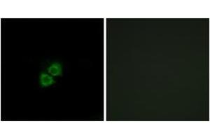 Immunofluorescence (IF) image for anti-Apolipoprotein A-I Binding Protein (APOA1BP) (AA 121-170) antibody (ABIN2890123) (APOA1BP 抗体  (AA 121-170))