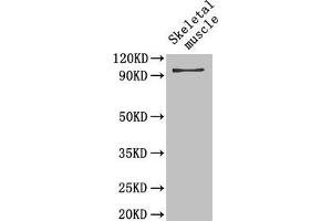 Western Blot Positive WB detected in: Mouse skeletal muscle tissue All lanes: PYGB antibody at 4 μg/mL Secondary Goat polyclonal to rabbit IgG at 1/50000 dilution Predicted band size: 97 kDa Observed band size: 97 kDa (PYGB 抗体  (AA 6-843))