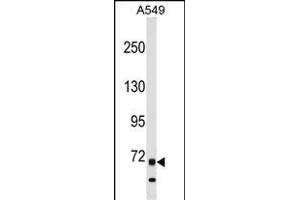 ITK Antibody (N-term) (ABIN1539219 and ABIN2849107) western blot analysis in A549 cell line lysates (35 μg/lane). (ITK 抗体  (N-Term))