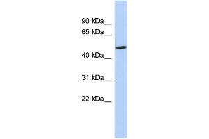 WB Suggested Anti-ZNF329 Antibody Titration:  0. (ZNF329 抗体  (N-Term))