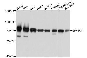 Western blot analysis of extracts of various cell lines, using BANK1 antibody. (BANK1 抗体  (AA 516-785))