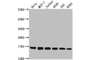 Western Blot Positive WB detected in: Hela whole cell lysate, MCF-7 whole cell lysate, Jurkat whole cell lysate, A549 whole cell lysate, 293 whole cell lysate, K562 whole cell lysate All lanes: H3F3A antibody at 1:1000 Secondary Goat polyclonal to rabbit IgG at 1/40000 dilution Predicted band size: 16 kDa Observed band size: 16 kDa (Histone H3.3 抗体  (2meLys79))