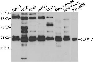 Western blot analysis of extracts of various cell lines, using SLAMF7 antibody (ABIN5973404) at 1/1000 dilution. (SLAMF7 抗体)