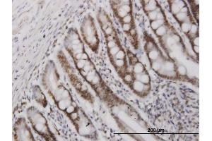 Immunostaining (ISt) image for anti-High Mobility Group Box 2 (HMGB2) (AA 1-195) antibody (ABIN516538)