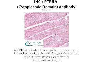 Image no. 2 for anti-Protein tyrosine Phosphatase, Receptor Type, A (PTPRA) antibody (ABIN1738604) (PTPRA 抗体)