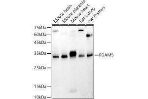 Western blot analysis of extracts of various cell lines, using PG antibody (ABIN7269317) at 1:500 dilution. (PGAM5 抗体  (AA 30-225))