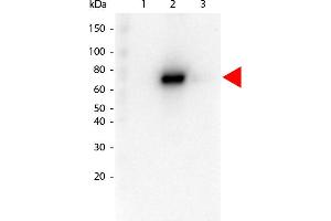 Western Blot of Rat anti-AKT2 antibody. (AKT2 抗体  (Internal Region) (Biotin))