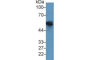 Western Blotting (WB) image for anti-Glial Fibrillary Acidic Protein (GFAP) (AA 1-430) antibody (ABIN7427078)