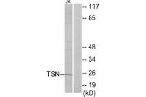 Western Blotting (WB) image for anti-Translin (TSN) (AA 101-150) antibody (ABIN2879150) (Translin 抗体  (AA 101-150))