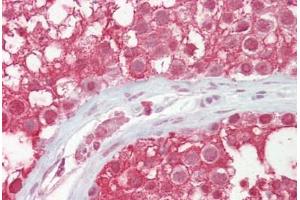 Anti-CUL3 / Cullin 3 antibody IHC staining of human testis. (Cullin 3 抗体  (AA 618-667))