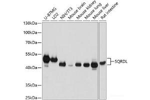 Western blot analysis of extracts of various cell lines using SQRDL Polyclonal Antibody at dilution of 1:3000. (SQRDL 抗体)