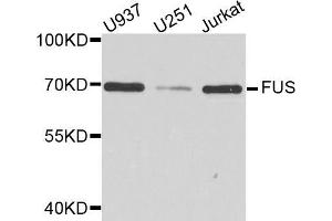 Western blot analysis of extracts of various cell lines, using FUS antibody (ABIN5973514) at 1/1000 dilution. (FUS 抗体)
