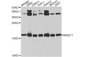 Western blot analysis of extracts of various cell lines, using NUDT1 antibody. (NUDT1 抗体)