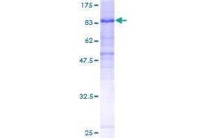 FAM200A Protein (AA 1-573) (GST tag)