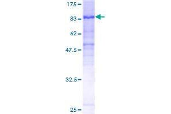 FAM200A Protein (AA 1-573) (GST tag)