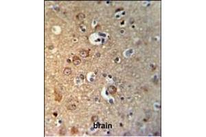 GPHN Antibody (Center) (ABIN653742 and ABIN2843044) IHC analysis in formalin fixed and paraffin embedded brain tissue followed by peroxidase conjugation of the secondary antibody and DAB staining. (Gephyrin 抗体  (AA 437-466))