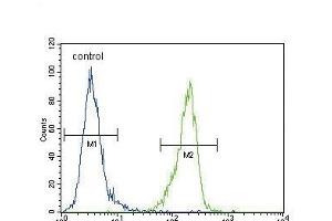 EN Antibody (Center ) (ABIN389374 and ABIN2839470) flow cytometric analysis of MDA-M cells (right histogram) compared to a negative control cell (left histogram). (ENPP2 抗体  (AA 401-430))