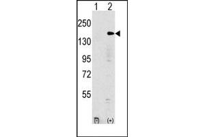 Image no. 1 for anti-Euchromatic Histone-Lysine N-Methyltransferase 1 (EHMT1) (N-Term) antibody (ABIN356541) (EHMT1 抗体  (N-Term))