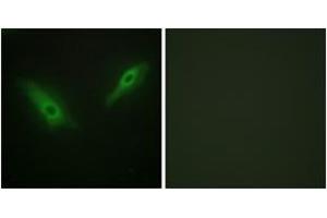 Immunofluorescence analysis of HeLa cells, using KPB1/2 Antibody. (KPB1/2 (AA 31-80) 抗体)