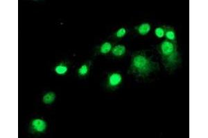Anti-SAMHD1 mouse monoclonal antibody (ABIN2453909) immunofluorescent staining of COS7 cells transiently transfected by pCMV6-ENTRY SAMHD1 (RC206013). (SAMHD1 抗体)