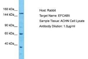 Host: Rabbit Target Name: EFCAB5 Sample Type: ACHN Whole cell lysates Antibody Dilution: 1. (EFCAB5 抗体  (C-Term))