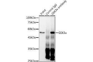 Immunoprecipitation analysis of 300 μg extracts of HeLa cells using 3 μg GSK3α antibody (ABIN7267467). (GSK3 alpha 抗体)