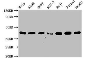 Western Blot Positive WB detected in: Hela whole cell lysate, K562 whole cell lysate, 293T whole cell lysate, MCF-7 whole cell lysate, Raji whole cell lysate, Jurkat whole cell lysate, HepG2 whole cell lysate All lanes: hnRNP C1 + C2 antibody at 0.