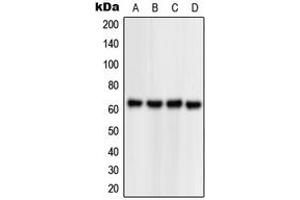 Western blot analysis of NPAS1 expression in HEK293T (A), Jurkat (B), Raw264. (NPAS1 抗体  (C-Term))