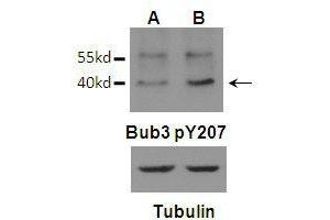 Western blot analysis of Bub3 (Phospho-Tyr207)Antibody (arrow indicated) in U87 (A) and U87 EGFRvIII (B) cells in Mitosis. (BUB3 抗体  (pTyr207))