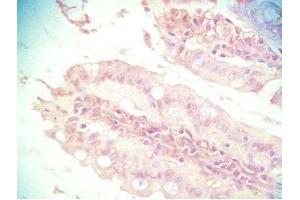 Mouse intestine tissue was stained by Rabbit Anti-PYY (3-36) (Human) Serum (Peptide YY 抗体  (AA 3-36))