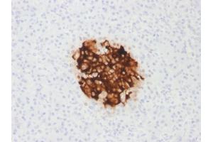Formalin-fixed, paraffin-embedded human Pancreas stained with Insulin Mouse Recombinant Monoclonal Antibody (rIRDN/805). (Recombinant Insulin 抗体)