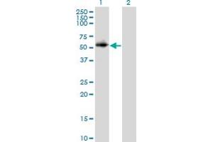 PPP2R2C antibody  (AA 1-110)